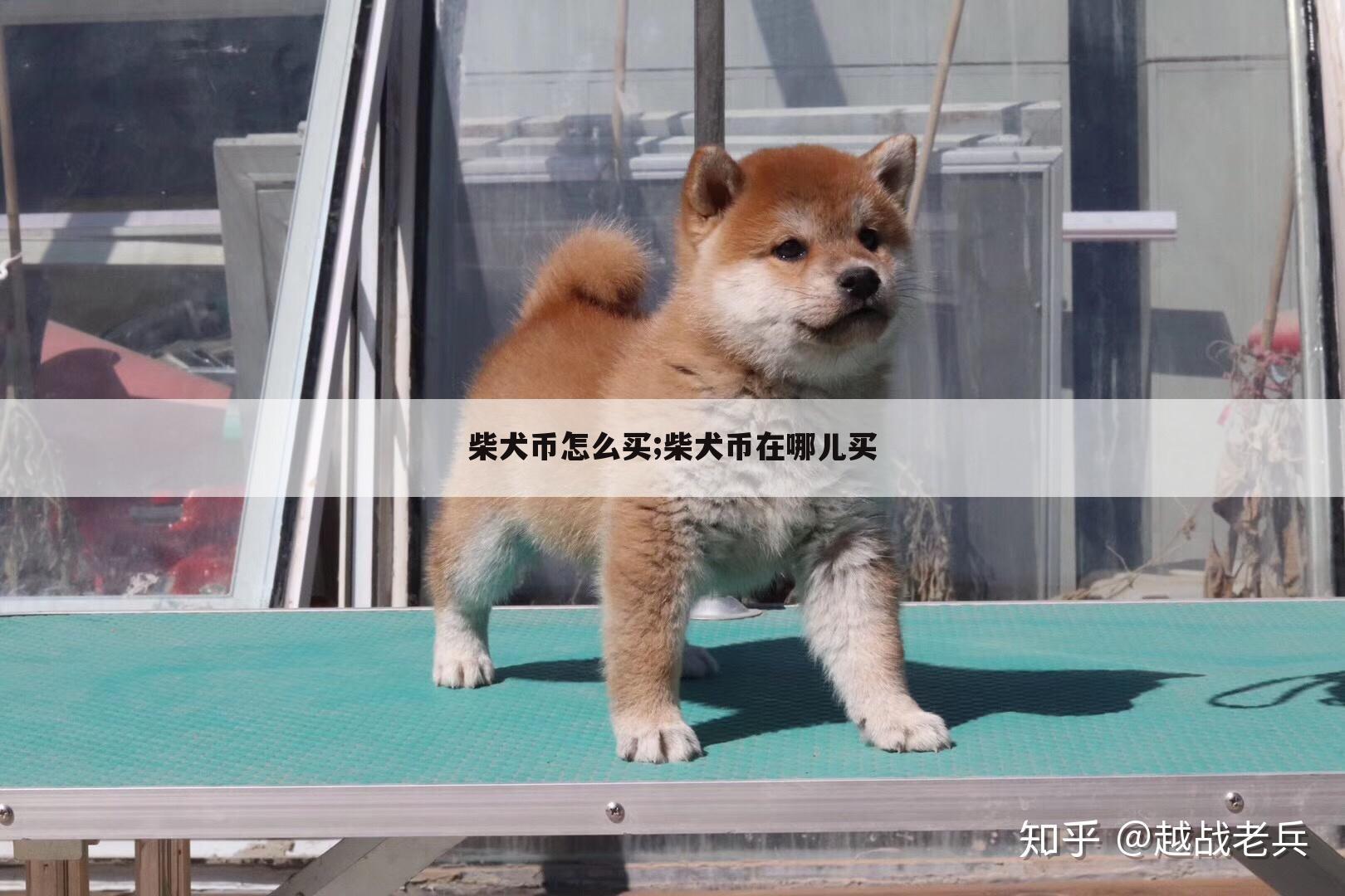 柴犬币怎么买;柴犬币在哪儿买