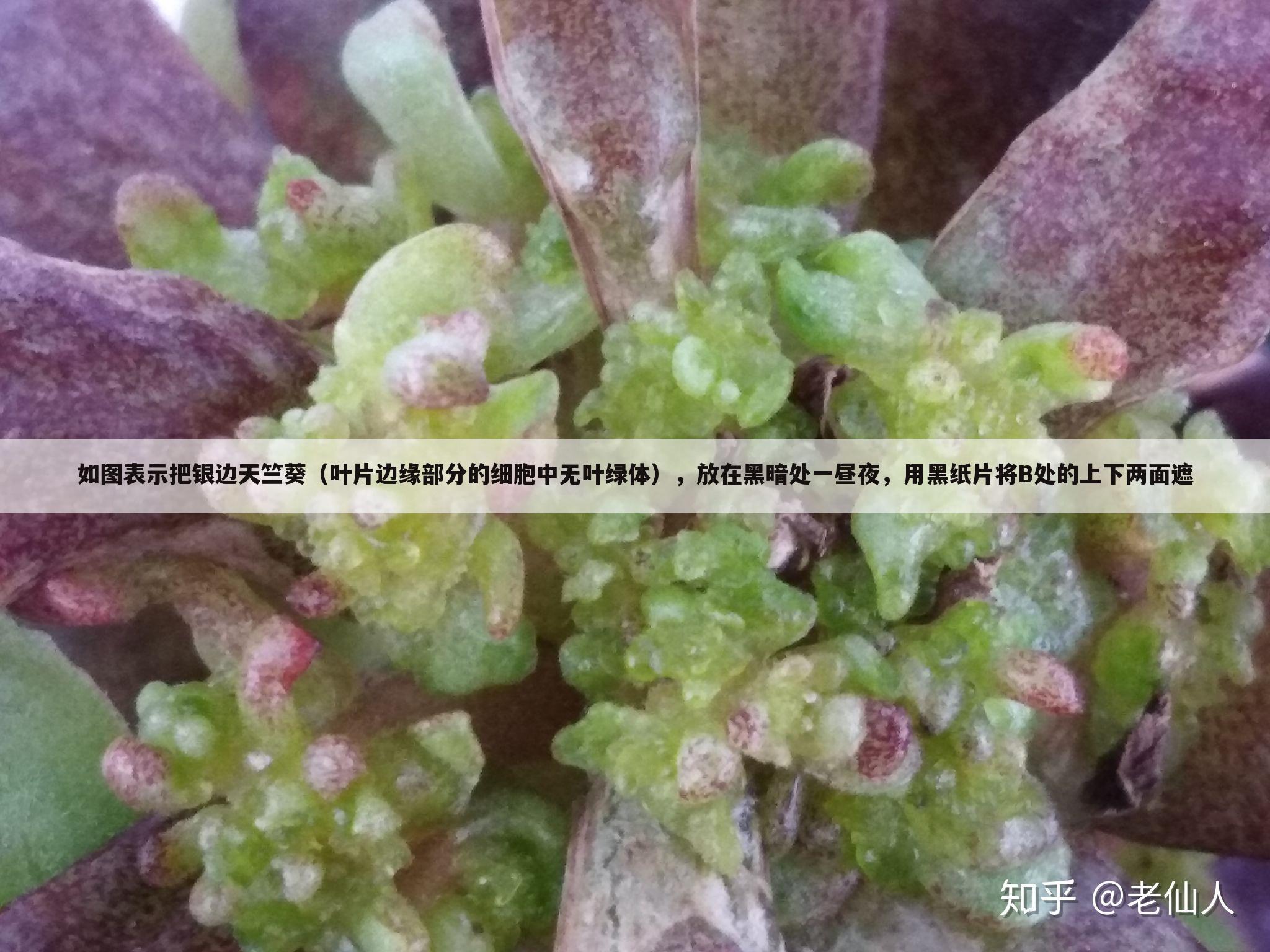 如图表示把银边天竺葵(叶片边缘部分的细胞中无叶绿体),放在黑暗处一昼夜,用黑纸片将B处的上下两面遮