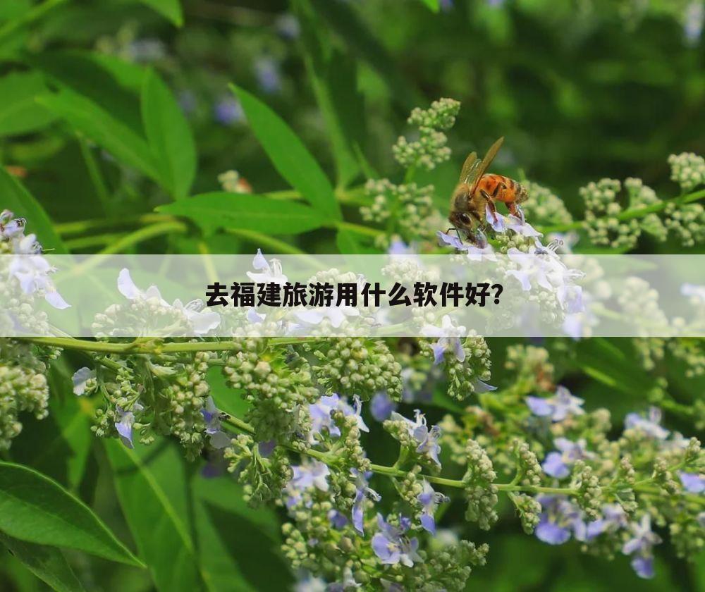 去福建旅游用什么软件好?