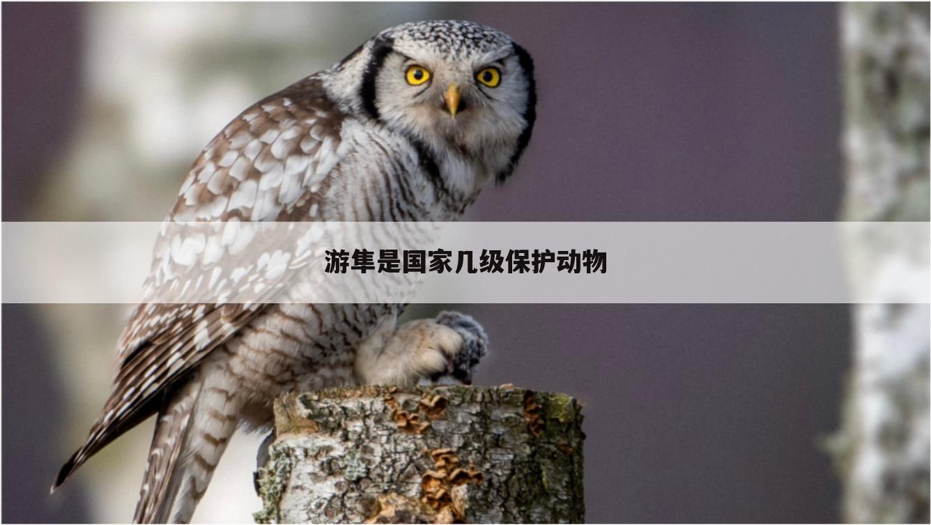 游隼是国家几级保护动物