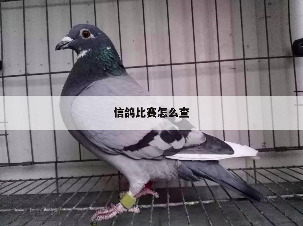 信鸽比赛怎么查